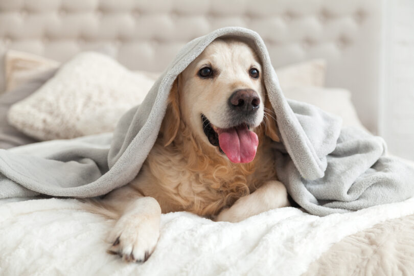 大型犬がベッドの上でタオルケットにくるまっている。