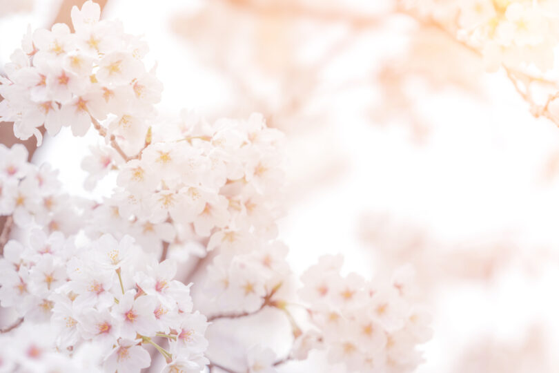 桜がきれいに咲き誇っている。