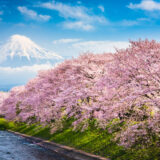 桜について英語で語ろう