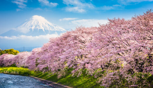 桜について英語で語ろう